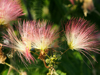 Albizia Lenkoran, a plant in the legume family. Beautiful, bright inflorescences close- up on a blurred green background.