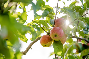 Apples on the tree with a very nice sunflares