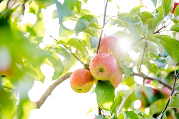 Apples on the tree with a very nice sunflares