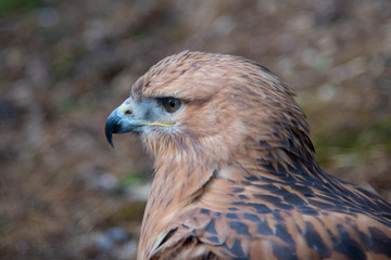 Buzzard buteo close up portrait raptor bird