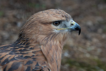 Buzzard buteo close up portrait raptor bird