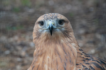 Buzzard buteo close up portrait raptor bird