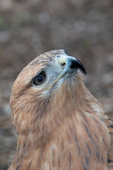 Buzzard buteo close up portrait raptor bird