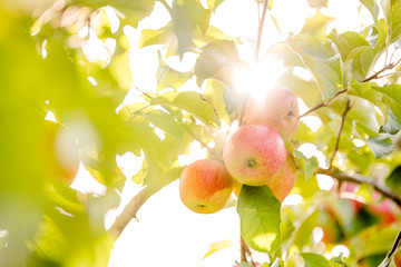 Apples on the tree with a very nice sunflares