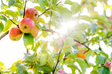 Apples on the tree with a very nice sunflares