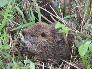 Bisamratte im Schilf