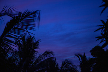 Sri lanka blue night with silhouette palm leaves