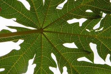 semi symetric view from underneath tropic leave