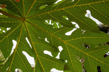 semi symetric view from underneath tropic leave