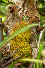 jackfruit on tree