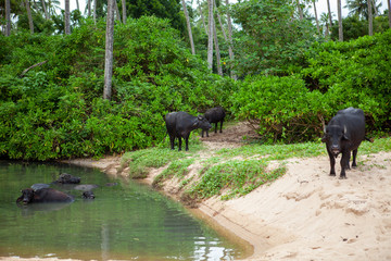 buffalo in the river