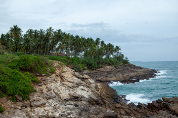trees on the rocky coast of the sea