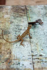 lizzard curious about a house key