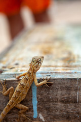 lizzard on its way up on wooden box