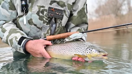 catch of a beautiful brown trout with fly
