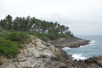 cocnut trees on rocky coast of the sea