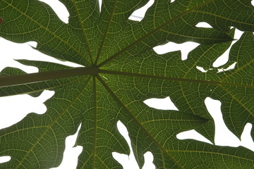 semi symetric view from underneath tropic leave