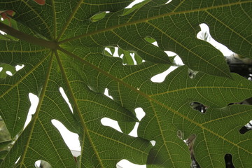 semi symetric view from underneath tropic leave