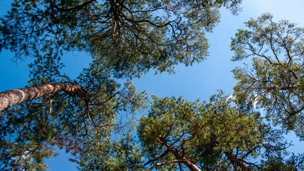 frog perspective of pine trees with blue sky
worm's eye view