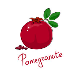 Red pomegranate and text Pomegranate , tropical fruit isolated on white background, vector illustration