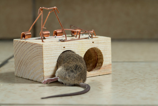 Dead rat in the trap.