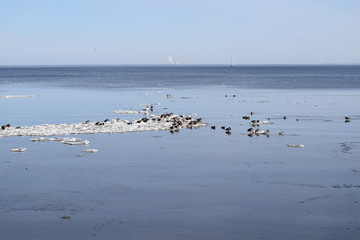 ducks in the sea among ice floes