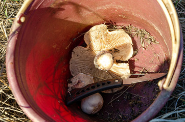 Edible mushrooms and a knife in a bucket.