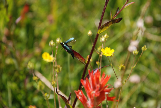 Flying Bug on Flower