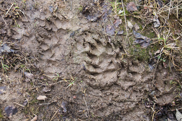 paw print of a large predatory animal in the forest