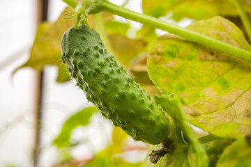 fresh green cucumber hanging on a branch in a greenhouse