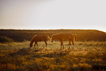 Obraz na płótnie Canvas two horses graze in field at sunset in village.