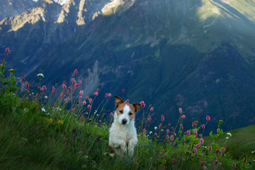 Hiking with a dog. Jack Russell Terrier in the mountains. travel with a small pet.