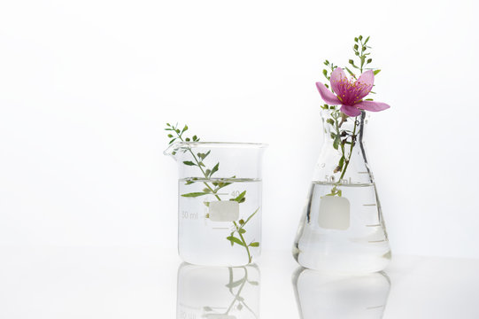 pink flower and green herb plant in glass flask and beaker medical health science white laboratory background