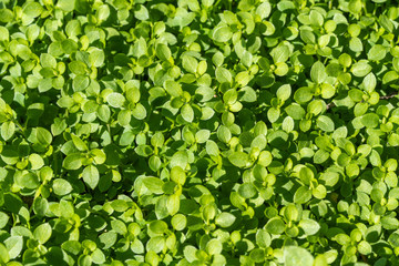 Sprouts of young agriculture, grow very densely