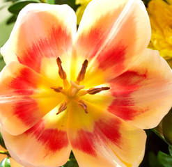 tulip flower close-up on a beautiful background