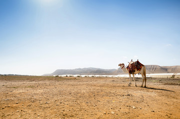 Camel in a desert. Desert landscape
