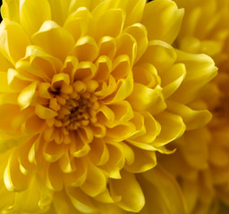 yellow flowers taken closeup