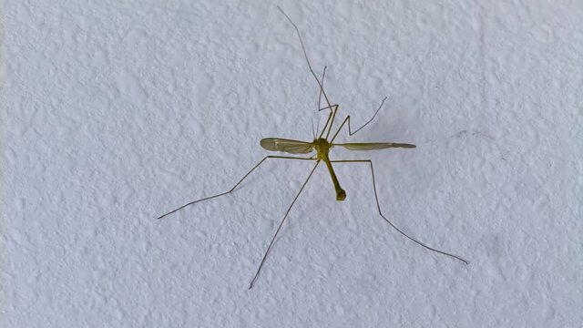 Crane Fly taking flight Super Slow Motion 1500fps, Macro over white wall