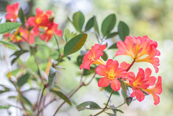 Red Vireya Rhododendron flowers are blossoming on tree in the rainforest