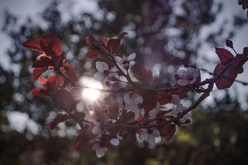 Primavera con flores rosas en Valencia