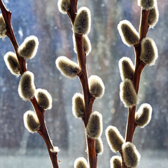 willow twigs stand in a vase on a blue background