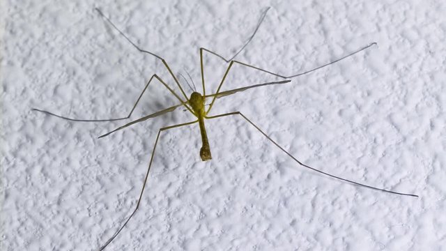 Crane Fly taking flight back view Super Slow Motion 1500fps, Macro over white wall