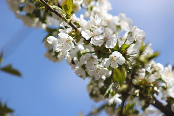 Cherry branch with white flowers. Blossom sakura in garden. Nature backdrop. Spring flowers. Springtime.