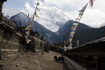 Pueblo del Himalaya con grandes montañas nevadas al fondo y banderas de oración 
