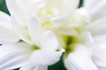 White beautiful flower close-up. Macro photography