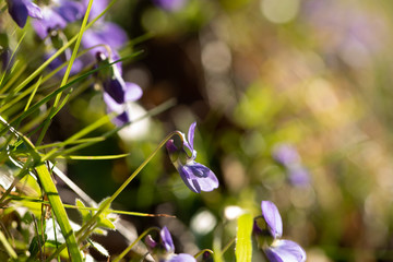 violet viola odorata close up with field backgroun.Springtime blossom