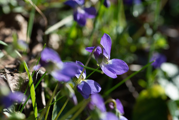 violet viola odorata close up with field backgroun.Springtime blossom