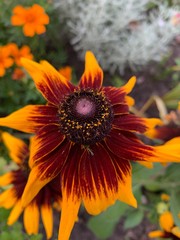 closeup of a sunflower