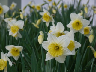 Narzissen