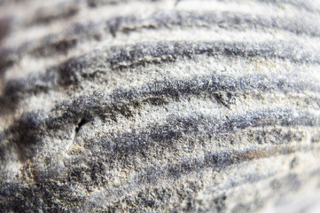 Sea ocean shells crustaceans close-up. Macro photography